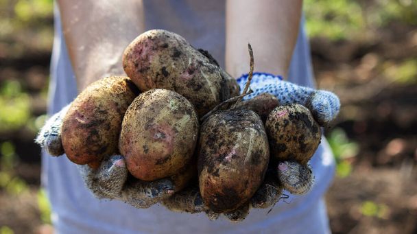 Organik sebzeler. Taze biçilmiş sebzelerle çiftçilerin elleri. Taze biyo-patatesler seçici odak - Fotoğraf, Görsel