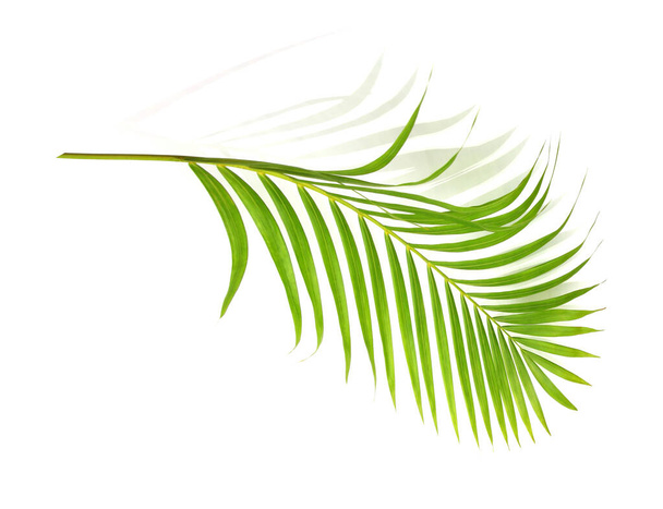 Зелений лист пальми на білому тлі
 - Фото, зображення