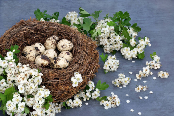 Ovos de codorna gourmet frescos em um ninho de pássaros com flor de espinheiro primavera. Conceito de alimento orgânico saudável rico em proteínas e ómega 3. No fundo azul manchado. - Foto, Imagem