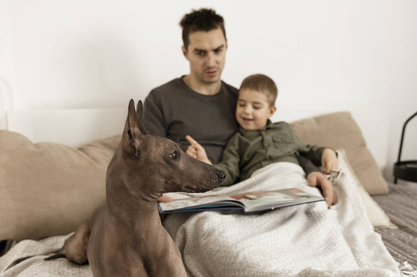 Dog as family member. Mexican hairless, xoloitzquintle. Adult dog on the bed at home, with man and little boy. Natural earth colors. Cozy environment. Father reads book, fairy tale for his child. - Foto, Bild