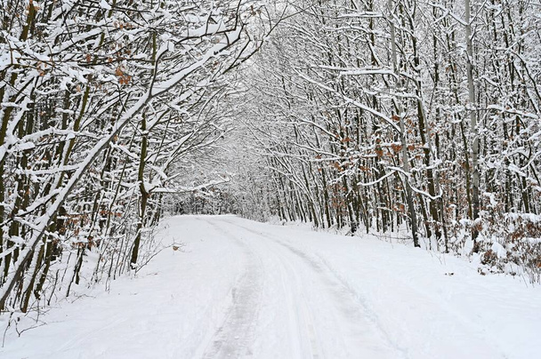 Snowy road with trees. Dangerous driving in the snow in winter. Concept for traffic and bad weather. - Photo, Image