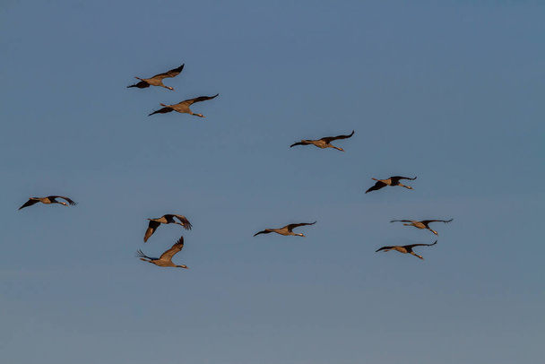 Skupina jeřábu obecného (Grus grus) létat v jejich typické "v" formace - Fotografie, Obrázek