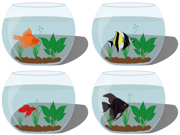 Akvárium tropické ryby v globe rybí misky vektorové ilustrace - Vektor, obrázek