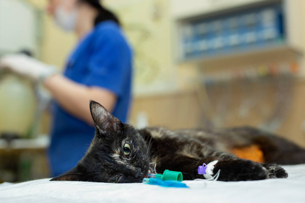The cat on the operating table in a veterinary clinic. veterinarian sterilization operation. - Valokuva, kuva