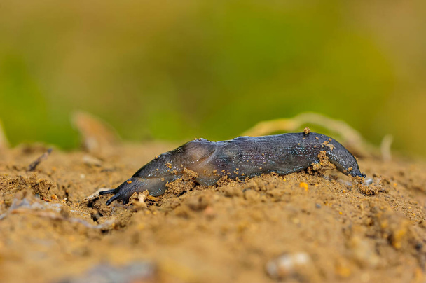 Slugs are shellless gastropod molluscs of the order Pulmonata. - Photo, Image