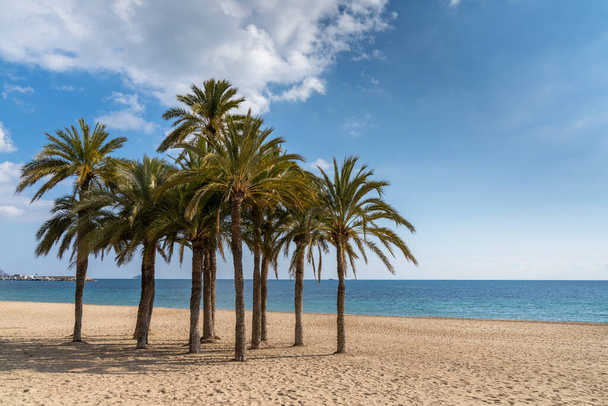 Группа пышных зеленых пальм на закрытом пляже с золотым песком и спокойным океаном позади - Фото, изображение
