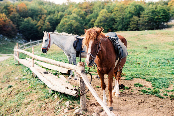 Caballos en el puesto de granja en el poste de enganche - Foto, Imagen