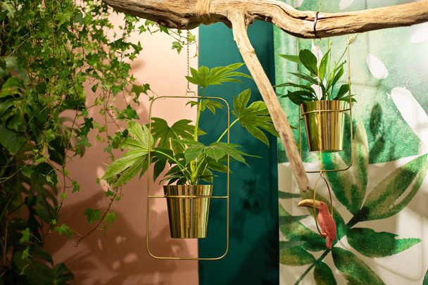 Verschiedene grüne Zimmerpflanzen in Gold eingetopft hängen an der Wand im Wohnzimmer. Hauspflanzen hängen in Töpfen. Konzept Pflanzen zu Hause anbauen. Tropischer Garten im Haus. Schöner Innenhof. Indoor-Dschungel - Foto, Bild