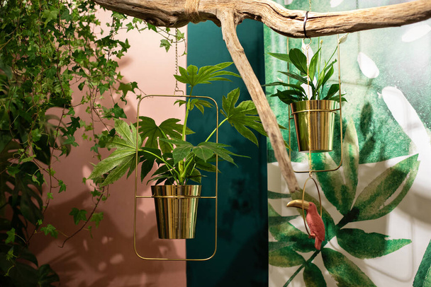 Oturma odasındaki duvarda asılı duran altın kapta farklı yeşil bitkiler. Ev bitkileri saksıları asıyor. Evde bitki yetiştirme kavramı. Evde tropik bir bahçe var. Güzel veranda. İçerideki orman - Fotoğraf, Görsel