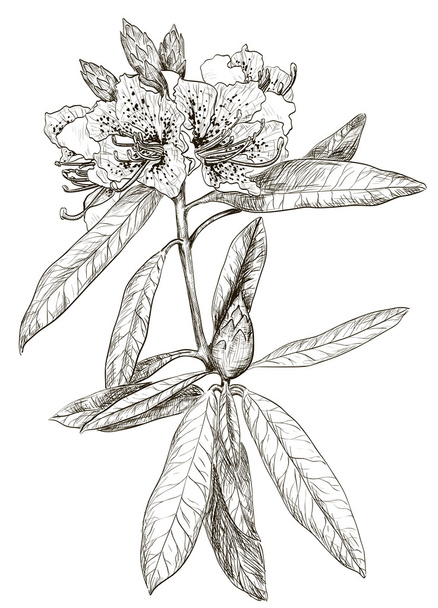 Sketch of Oleander flower - Διάνυσμα, εικόνα