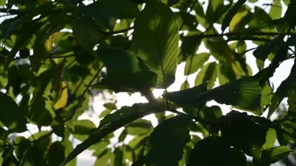 Kratom (Mitragyna speciosa) verde É um tipo de droga
 - Filmagem, Vídeo