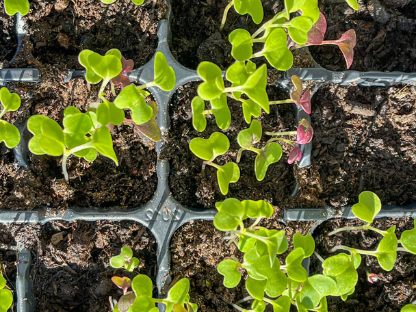 tyni salad seedlings, sprouts, Asia mustard salad mix, green and red, top down, close up in pot, full frame - Photo, Image