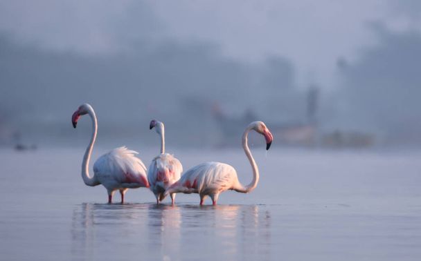 Pink Flamingo. Observación de aves. Paisaje del lago. Wild Water Birds In Wildlife (en inglés). Fotografía de vida silvestre  - Foto, imagen
