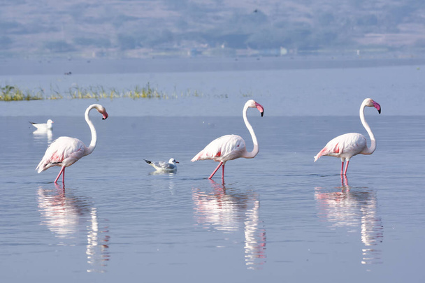 Morning With Greater Flamingo Birds. Wild Water Birds. Fotografía de vida silvestre - Foto, imagen