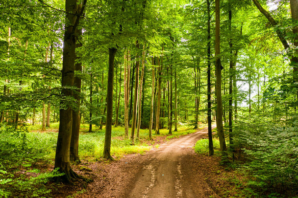 Summer forest and leafy footpath in Poland, Europe - Φωτογραφία, εικόνα