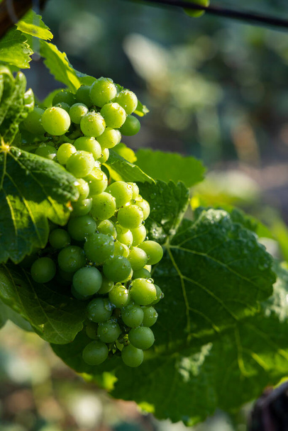 Szczegóły Winogrona winorośli w czasie przed zablokowaniem - Zdjęcie, obraz
