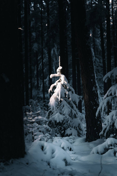 winter frozen trees in a forest with snow powder on the ground - Foto, Imagen