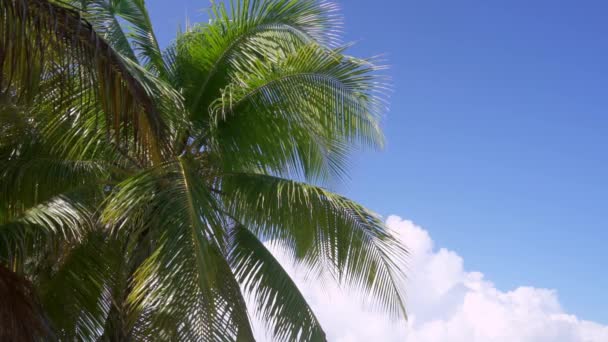 Palma tropical contra el cielo azul - Metraje, vídeo