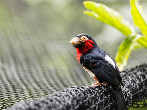 Бородатая птица-барбет
 - Фото, изображение