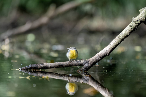 Una coleta gris, Motacilla cinerea en una rama de árbol en el agua con reflejo en el Reino Unido. - Foto, imagen