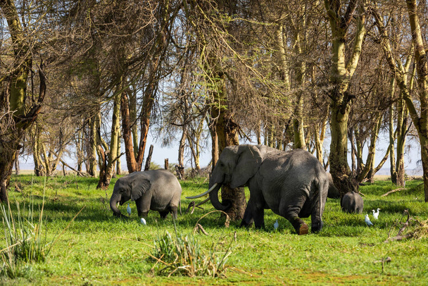 ΚΕΝΥΑ - 16 ΑΥΓΟΥΣΤΟΥ 2018: Οικογένεια ελεφάντων στο Εθνικό Πάρκο Αμπόσελης - Φωτογραφία, εικόνα