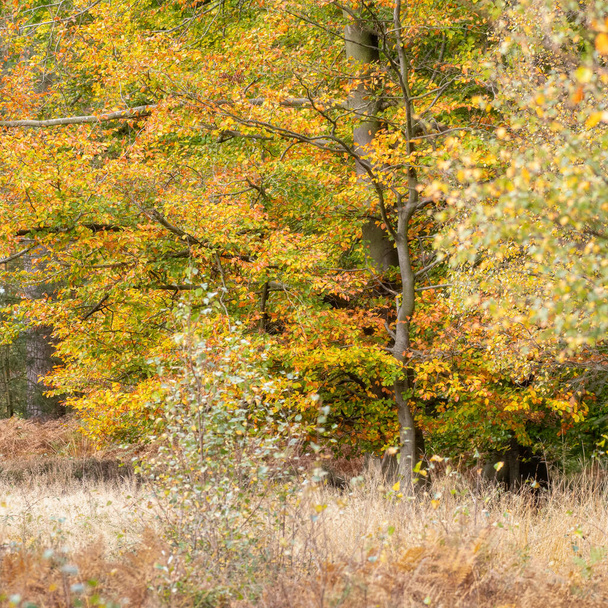 Золотое осеннее осеннее дерево и цвета листьев в Берч-Вэлли, Кэннок-Чейз в графстве Джордшир, Великобритания - Фото, изображение