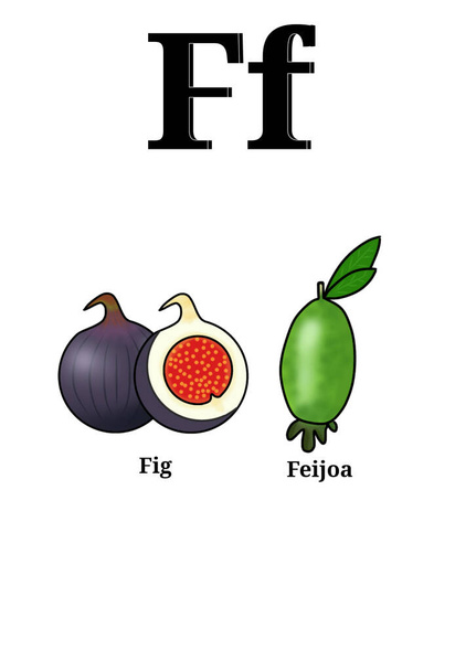 Alfabeto com nomes de frutas. Cartões de recolha de fruta com a letra F, nomeadamente feijoa e figo. Ilustrações vetoriais. - Vetor, Imagem