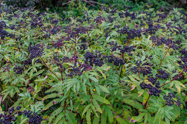 Черные спелые кусты бузины в лесу. Ранняя осень. Дикая природа. - Фото, изображение