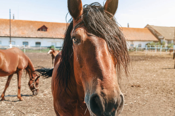 Emotional photo of brown horse with black mane looking into camera. Muzzle of horse close up. Horses on farm. Horse breeding. - Foto, imagen