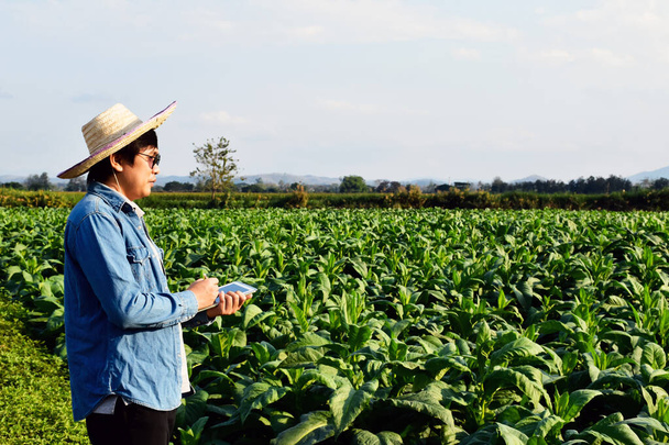 Genetista de horticultura asiática está trabajando en la granja local de tabaco para almacenar datos de plantación, desarrollo de cultivares y enfermedades de las plantas por la tarde, enfoque suave y selectivo. - Foto, Imagen