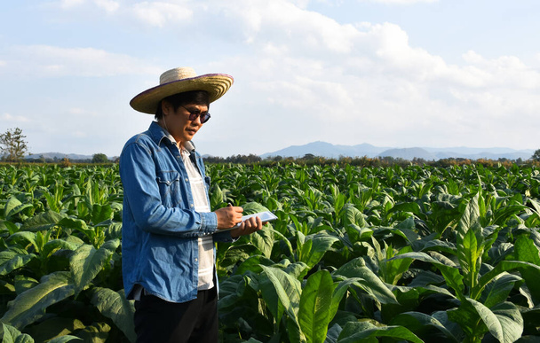 Ázsiai kertészeti genetikus dolgozik a helyi dohánygazdaság tárolására adatok ültetési, termesztési fejlődés és a növénybetegségek délután, puha és szelektív fókusz. - Fotó, kép
