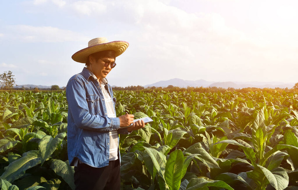 Geneticista de horticultura asiática está trabalhando na fazenda local de tabaco para armazenar dados de plantio, desenvolvimento de cultivares e doenças de plantas à tarde, foco suave e seletivo. - Foto, Imagem