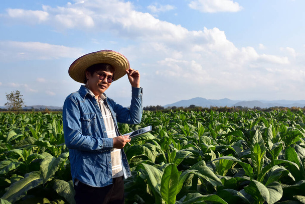 Il genetista asiatico di orticoltura sta lavorando alla tabacchicoltura locale per memorizzare i dati di piantagione, sviluppo delle cultivar e malattie delle piante nel pomeriggio, focalizzazione morbida e selettiva.. - Foto, immagini