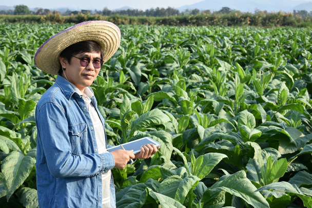 Azjatycki genetyk ogrodniczy pracuje nad miejscowym gospodarstwem tytoniowym, aby po południu przechowywać dane dotyczące sadzenia, rozwoju odmian i chorób roślin, w sposób miękki i selektywny.. - Zdjęcie, obraz