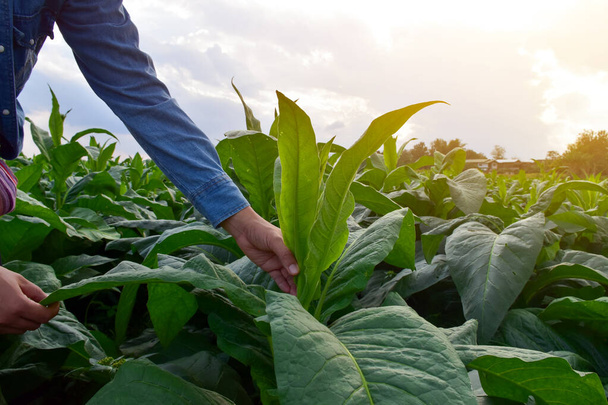 Azjatycki genetyk ogrodniczy pracuje nad miejscowym gospodarstwem tytoniowym, aby po południu przechowywać dane dotyczące sadzenia, rozwoju odmian i chorób roślin, w sposób miękki i selektywny.. - Zdjęcie, obraz