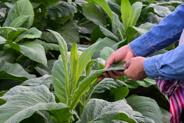 Asiatischer Gartenbaugenetiker arbeitet auf lokaler Tabakfarm, um Daten über Pflanzung, Sortenentwicklung und Pflanzenkrankheiten am Nachmittag zu speichern, weicher und selektiver Fokus. - Foto, Bild