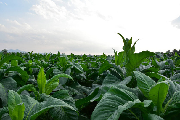 Landscape of local tobacco farm in northern part of Thailand. - Photo, Image