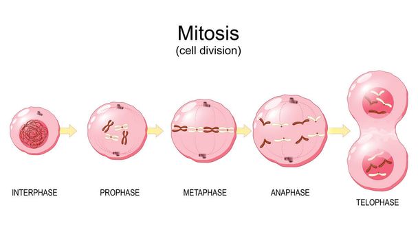 Mitoza. Wydział komórkowy. chromosomy w jądrze komórki. Ilustracja wektora - Wektor, obraz
