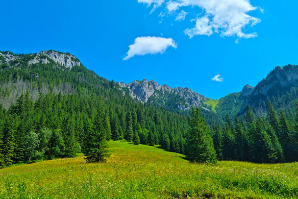 Красивый живописный горный пейзаж. Большие горы против голубого неба. Деревья растут на склоне гор - Фото, изображение