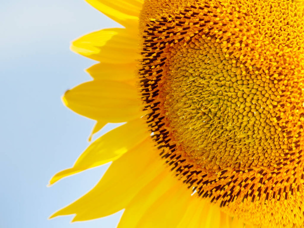 Close up of blooming yellow sunflower against blue sky - Fotó, kép