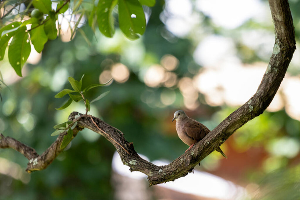 Na větvi seděla rudá holubice. Je to malá tropická holubička z Brazílie a Jižní Ameriky známá jako Rolinha. Druh Columbina talpacoti. Svět zvířat. Pozorování ptáků. Ptáci. - Fotografie, Obrázek