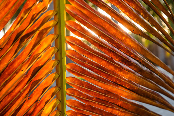 detail of dried coconut palm leaf, brown, in the tropical Caribbean. Cocos nucifera, Arecaceae, coco - Фото, зображення