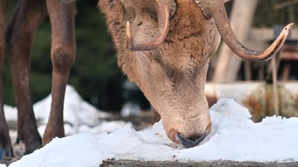Karpatlar 'da karla kaplı bir çimenlikte beslenen bir geyik, etraflarındaki orman, Romanya - Video, Çekim