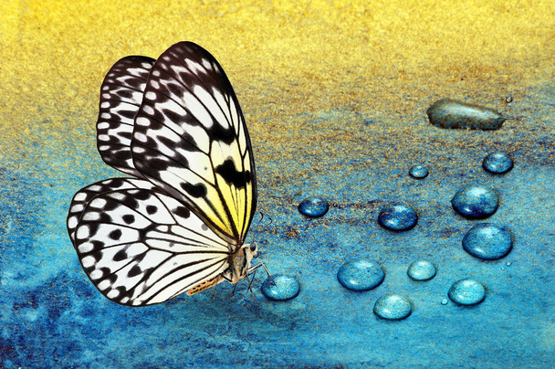Schmetterling auf Tautropfen. Gold und blauer Hintergrund. Aquarellpapier in blauer und goldener Farbe. heller tropischer Schmetterling auf blauem und goldenem Hintergrund. Idee Leuconoe. Reispapierschmetterling.  - Foto, Bild