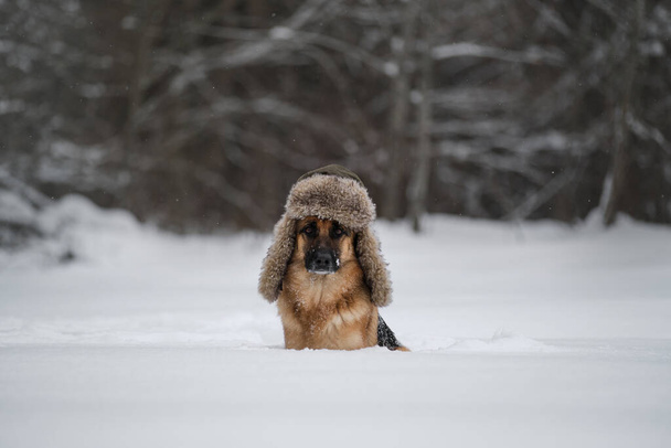 Pastor alemán de color rojo se sienta en la nieve en invierno y posa. Perro con sombrero y orejeras. Fluffy shaggy mans mejor amigo a pie. Retrato de perro pastor hermoso inteligente. - Foto, imagen