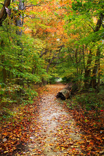 Beautiful path in autumn covered in colorful fall leaves in Illinois - Photo, image