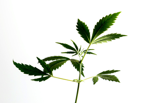 cannabis plant isolated on white background, Agronomy and herbal medicine concept. Alternative medicine for illegal drugs, Medical marijuana medicine, legalize alternative medicine, herbal technology concept. - Foto, afbeelding