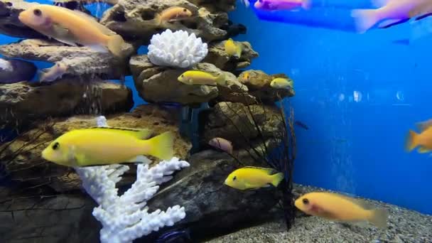 Morfo amarelo de peixes do aquário Labidochromis caeruleus (laboratório amarelo limão). Electric Yellow Afican Cichlid (em inglês). ciclídeos tropicais amarelos elétricos. Aquário do Malawi Peixe - Filmagem, Vídeo