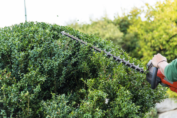 Landschapstuinier met heggenschaar bij onderhoud van de tuin - box tree, close-up - Foto, afbeelding