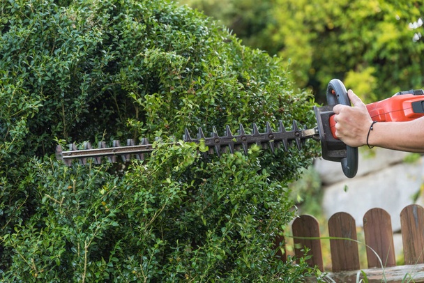 Landschapstuinier met elektrische heggenscharen in tuinontwerp snijdt buxushout - Foto, afbeelding